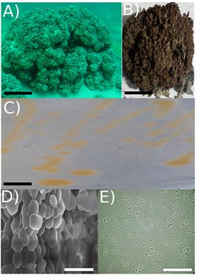 The Complete Genome and Physiological Analysis of the Eurythermal Firmicute Exiguobacterium chiriqhucha Strain RW2 Isolated From a Freshwater Microbialite, Widely Adaptable to Broad Thermal, pH, and Salinity Ranges